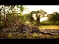 Different safaris in Africa | Timeless Africa Safaris