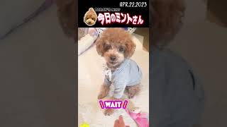 天才への道のり④：人形とボールのチャレンジ#癒し #dogs#トイプードル