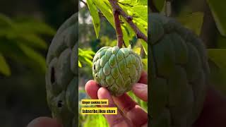 custard apple farming #viral #nature