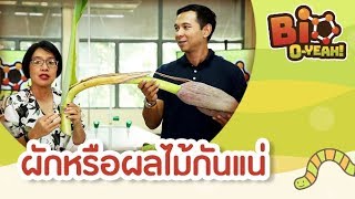 ผักหรือผลไม้กันแน่ | Bio O-YEAH! [Mahidol Kids]