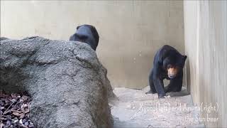 マレーグマのキョウコちゃんとアズマ「アズマ、ビビる」＠上野動物園 / Kyoco and Azuma the Sun bear at Ueno zoo