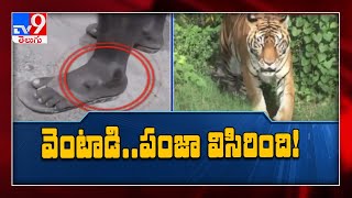2 Injured in Tiger attack in Komaram Bheem district - TV9