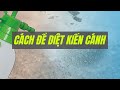 Cách để Diệt kiến cánh | WikiHow Tiếng Việt | Vietnamese