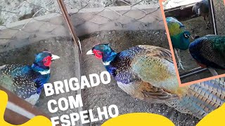 Olha oque acontece quando eles se vê no espelho / PAVÃO e FAISÃO