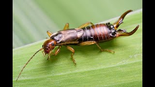 E FOR EARWIG!||FUN FACTS ABOUT EARWIGS