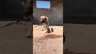 KARAKIRÇIL VE BOZ KANGAL KARŞI KARŞIYA #kangal #anadoluaslanı #karakırçılkangal #1v1 #youtubeshorts