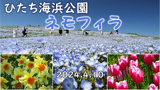 一斉に咲き始めたネモフィラ ひたち海浜公園 20240410 〖4K〗