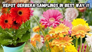 Gerbera Sampling Repotting, Soil Mix \u0026 Growth Tips for Healthy Blooming !!