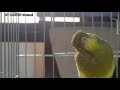 powerful canary singing song live training video