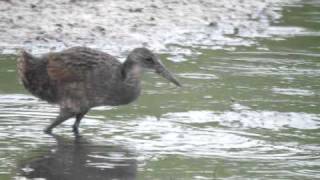 Juvenile King Rail @ Pt. Mouillee SGA, Monroe Co., MI