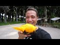 how to eat palmyra palm fruit amazing palm sugar superfood