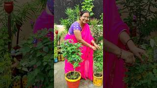 Aparajita Plant Care Tips #Short #Shortvideo #youtubeshorts #Short#Aparajita ₹Plant