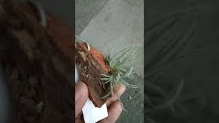 Koleksi tillandsia crocata