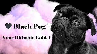 🖤 Unveiling the Charms of Black Pugs: A Video Guide to This Rare Breed! 🐾🐶📽️ #Pugs #Dogs #Puppies