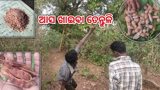 ବହୁତ ଦିନ ପରେ ଖାଇଲି ତେନ୍ତୁଳି। Kuwi Video