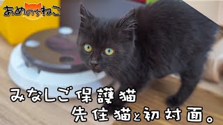 みなし子保護猫、先住猫と初対面。