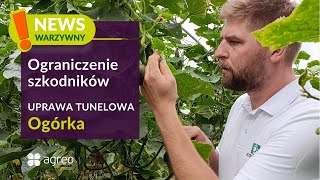 🥒| Jak skutecznie ograniczać szkodniki w trakcie zbiorów ogórków