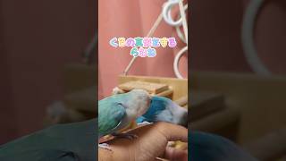 【インコ】ボタンインコのくろの真似をするコザクラインコのらむね　#インコ #shorts #コザクラとボタン