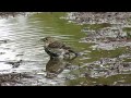 yellow rump bathing