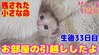 ND123【赤ちゃん猫】生後33日目。残された小さな命。キャリーからケージにお引越ししたよ。【サンコ日記】