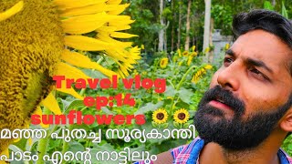 എൻ്റെ നാട്ടിലും സൂര്യകാന്തി sunflower. കയറി വാ മക്കളേ കൊല്ലം ജില്ലയിൽ കൊട്ടാരക്കര അടുത്തുള്ള ഏനാത്ത്