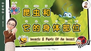 【跟着詹老师上学趣】学前科学 l 昆虫 l 昆虫的身体部位 l Insects l Body Parts of An Insect l 学前教育 l 快乐学习 l Prasekolah