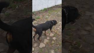 1 Rottweiler vs 10 Desi Street Dog Fighting