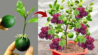 How to grow a lemon tree with grapes fruit to get the fruit together on the same tree 100%