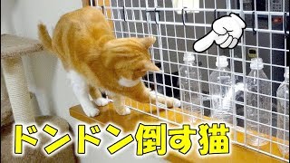 猫が次々とペットボトルを倒す動画　- the cat strikes down plastic bottles in succession -