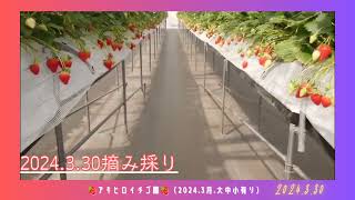 令和６年第２２回イチゴ摘み採り体験（2024.3.30）