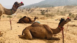 Camel Weightlifting 2000 KGs Pakistan 2025 | Lakki Marwat |Camellovers