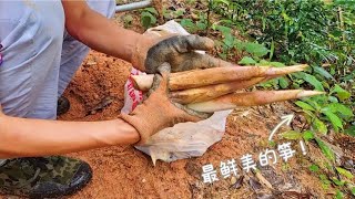 下过雨后，山边的竹鞭笋又多起来了！今天挖些靓货煲鲜汤，真给力