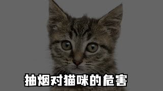 抽烟对猫咪的危害，你一定不能忽略。