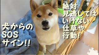 『犬からのSOSサイン』５選　絶対に見逃してはいけない仕草や行動と飼い主にできる対処