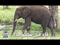 أغنية الحروف الهجائية | تعلم مع نور | اغنية الحروف العربية | Arabic Alphabet song