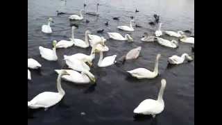 ６７羽　20141220小美玉市池花池のハクチョウ白鳥スワンSWANS