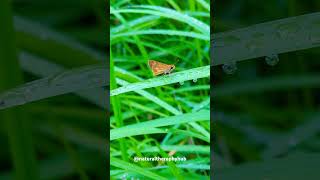 Macro World: The Butterfly #nature #naturelovers #flowers #leaf #forest #tinyworld #shorts #fyp #fy