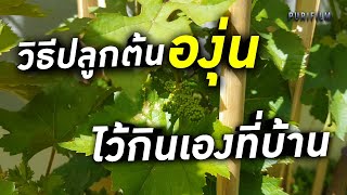 วิธีปลูกต้นองุ่น ไว้กินเองที่บ้าน | คนรักษ์ต้นไม้ EP.6