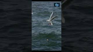 Seagull Catching Fish || Seagull || Seagull Bird || Planet N Nature #shorts