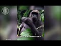 cross river gorilla 🦍 one of the most endangered animals in the wild 1minuteanimals