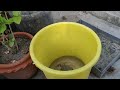 স্বব্জির খোসা থেকে সার তৈরির অভিনব কৌশল a fantastic way to make compost from kitchen waste.