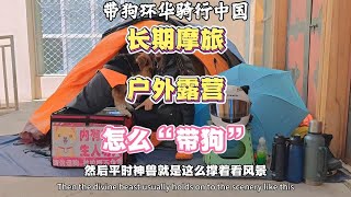 长期摩旅，户外露营，怎么带狗？摩旅西藏阿里 带着狗狗去旅行 摩托车怎么带狗