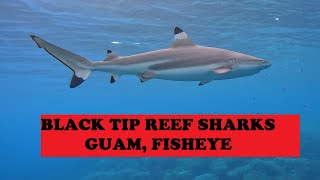 Blacktip Reef Sharks of Guam, Fisheye Reef.