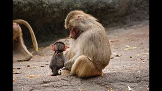 Monkey video | Monkies Funny Moments | Monkey family