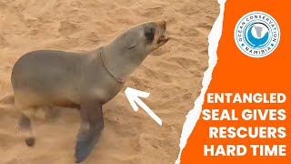 Entangled Seal Gives Rescuers Hard Time