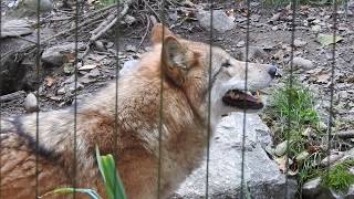 チュウゴクオオカミ　Mongolian wolf 2016 1012