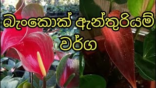 බැංකොක් අන්තුරියම් වර්ග  50 ක්  Bancok anthurium varities