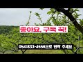 239의성가음부동산 전 계획관리 316평 4600만원 가음면에 위치한 동남향 자두밭 조건완벽 의성부동산 귀농귀촌 주말농장 싼땅 농가주택 임야 자연인 묘터