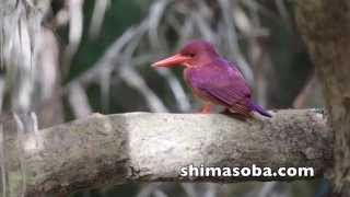 リュウキュウアカショウビン Ruddy Kingfisher