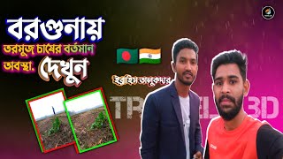 বরগুনায় কি পরিমাণে তরমুজ চাষ হয় দেখুন!! এ পর্ব টিতে থাকছে তা নিয়ে বিস্তারিত।